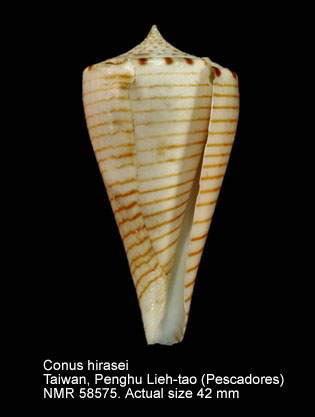 Conus hirasei.jpg - Conus hirasei(Kuroda,1956)